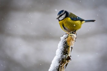  Mésange bleue - Montbliart 