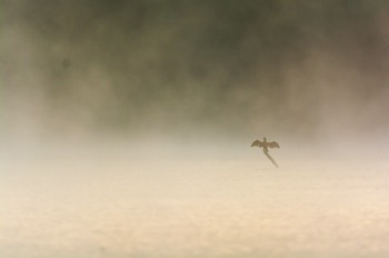  Grand Cormoran dans le brouillard - Virelles 