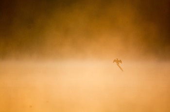  Grand Cormoran dans le brouillard - Virelles 