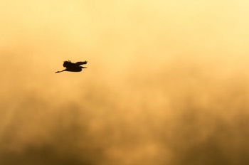  Héron cendré dans le brouillard - Virelles 