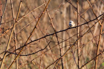  Rémiz Penduline - Hermalle-sous-Argenteau 