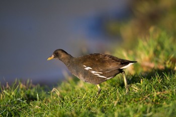  Poule d'eau - Mariakerke 