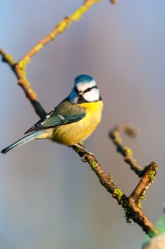  Mésange Bleue - Obourg 