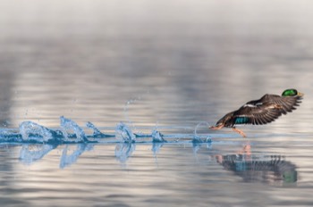  Canards Colvert - obourg 