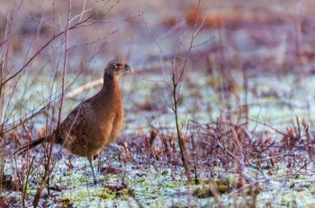  Poule Faisan - Obourg 