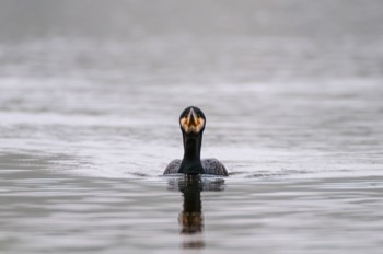  Grand Cormoran - Obourg 