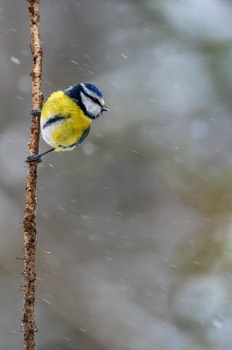  Mésange bleue - Montbliart 