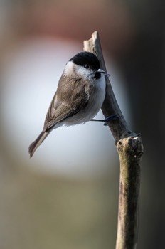  Mésange nonette - Montbliart 