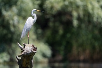  Grande Aigrette - Roumanie 