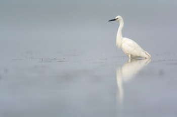  Grande AIgrette - Delta du Po 