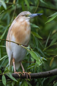  Crabier Chevelu - Roumanie 