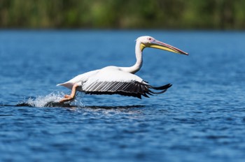 Pelican blanc au décollage - Delta du Danube 