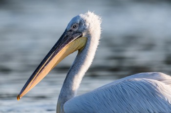  Pélican blanc - Delta du Danube 