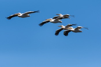  Escadrille de Pélicans blancs - Delta du Danube 