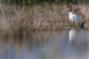  AIgrette Garzette - Camargue 