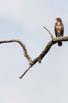  Buse Variable - Les Dombes 