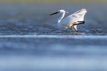  Aigrette Garzette - Camargue 