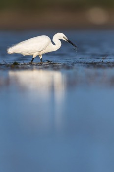  Aigrette Garzette - Camargue 