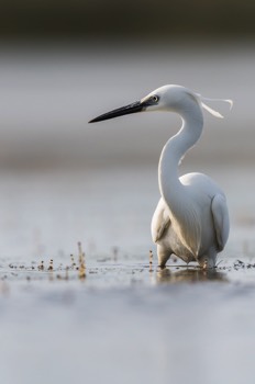  Aigrette Garzette - Camargue 