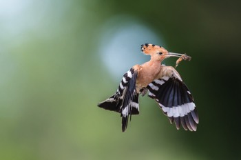  Huppe Fasciée - Camargue 