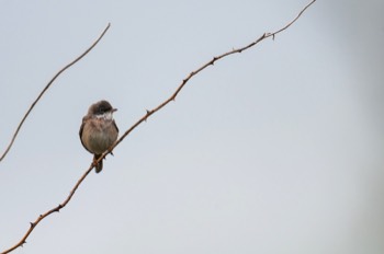  Fauvette Grisette - France 