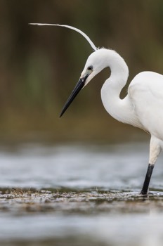  Aigrette Garzette - Camargue 