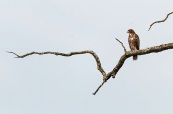  Buse Variable - Les Dombes 