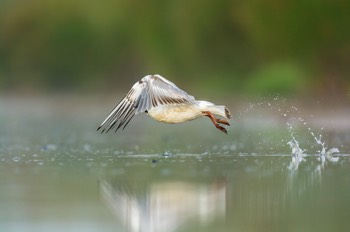  Mouette Rieuse - Les Dombes 