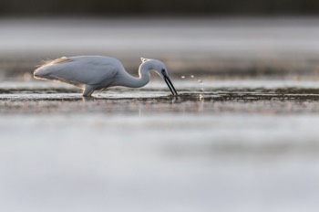  Aigrette Garzette - Camargue 