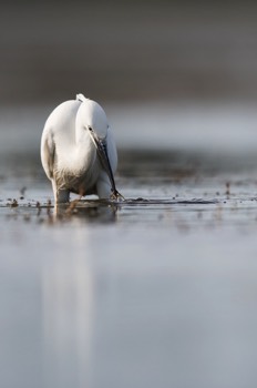  Aigrette Garzette -Les Dombes 