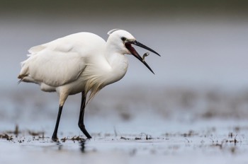  Aigrette Garzette -Les Dombes 